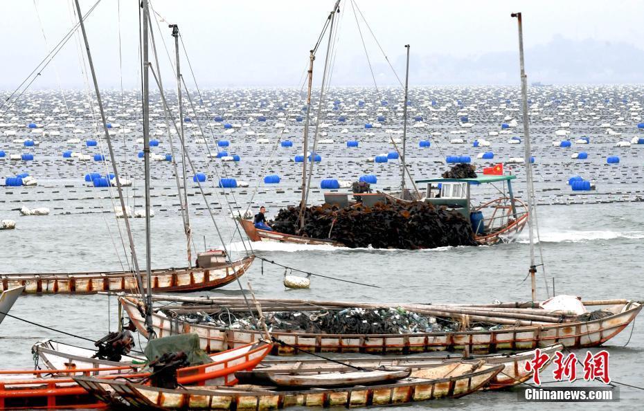 福建霞浦“海上牧場(chǎng)”迎來(lái)海帶收獲季