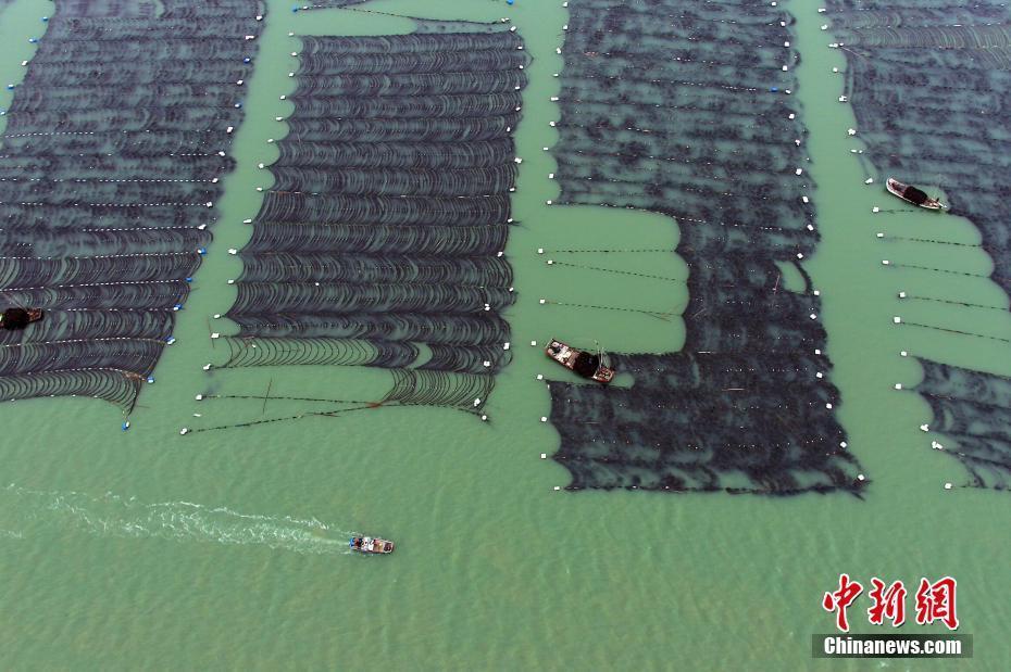 福建霞浦“海上牧場”迎來海帶收獲季