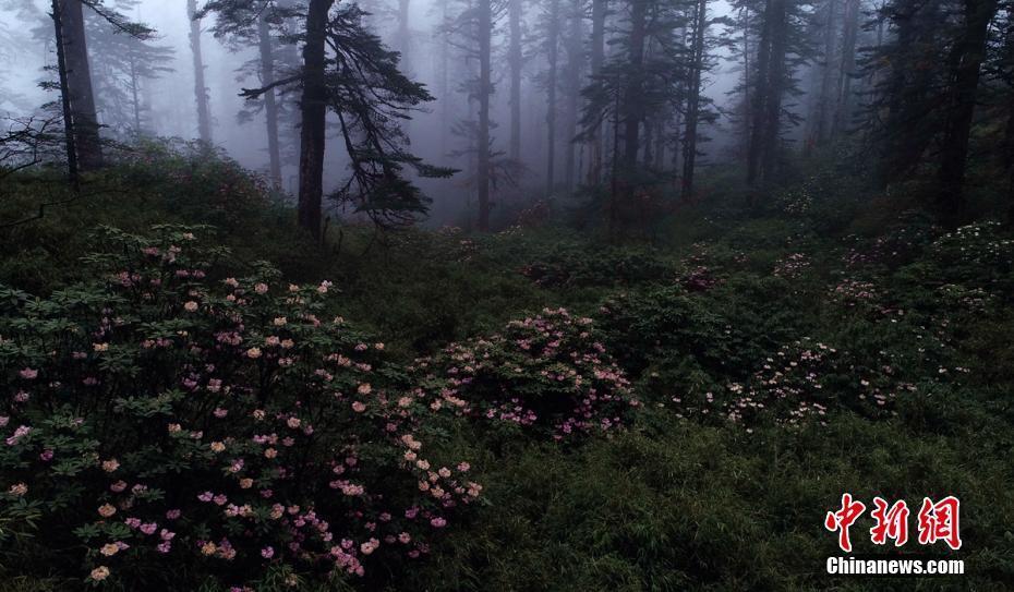 四川瓦屋山上萬畝高山杜鵑花盛開