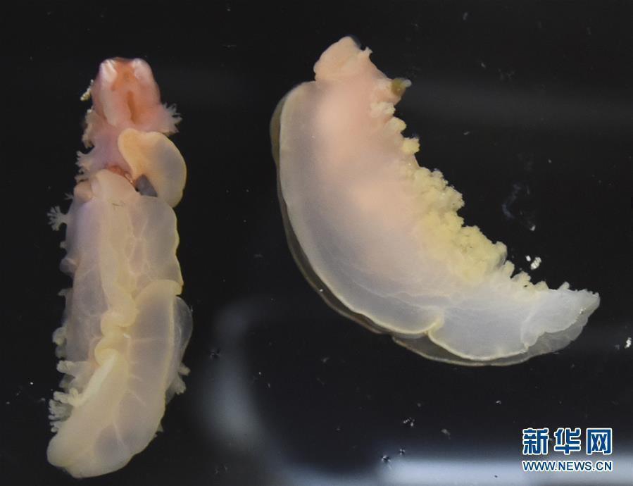 “科學(xué)”號在西太平洋采集到稀有深水海兔