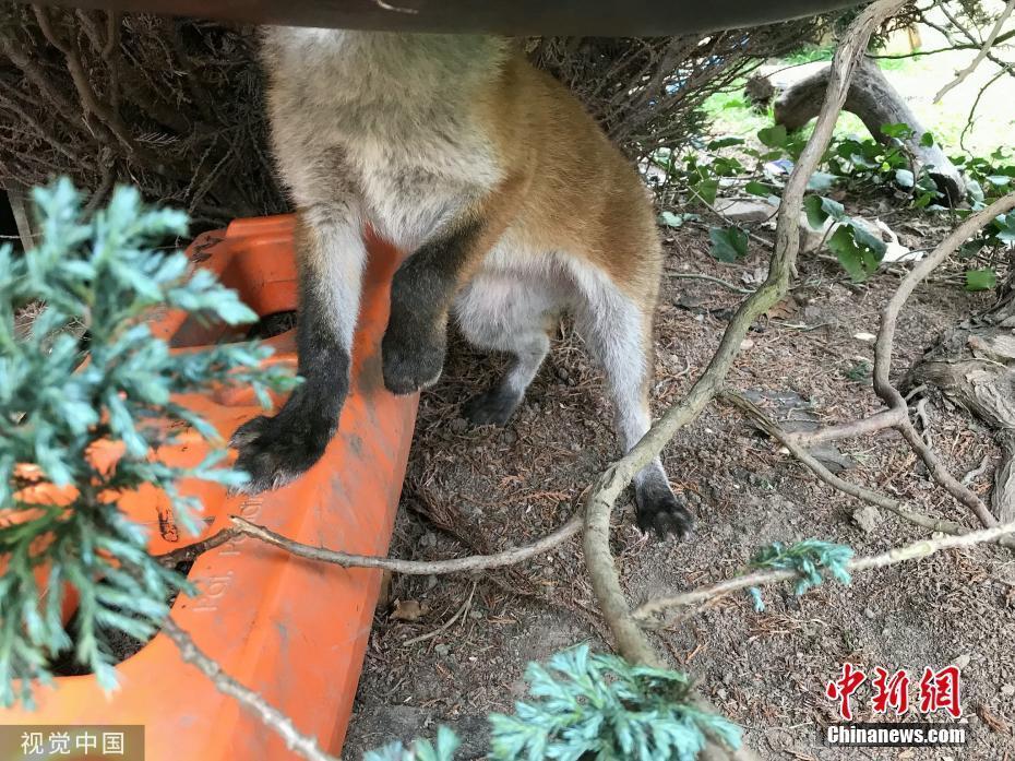 小狐貍鉆罐子腦袋被卡 進(jìn)退不得眼巴巴等救援