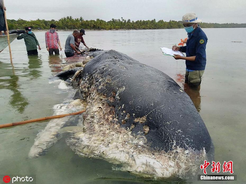 【世界海洋日特刊】請還它們一片海藍(lán)