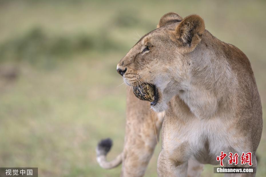 獅口逃生,！肯尼亞母獅叼烏龜“把玩” 膩味后放生