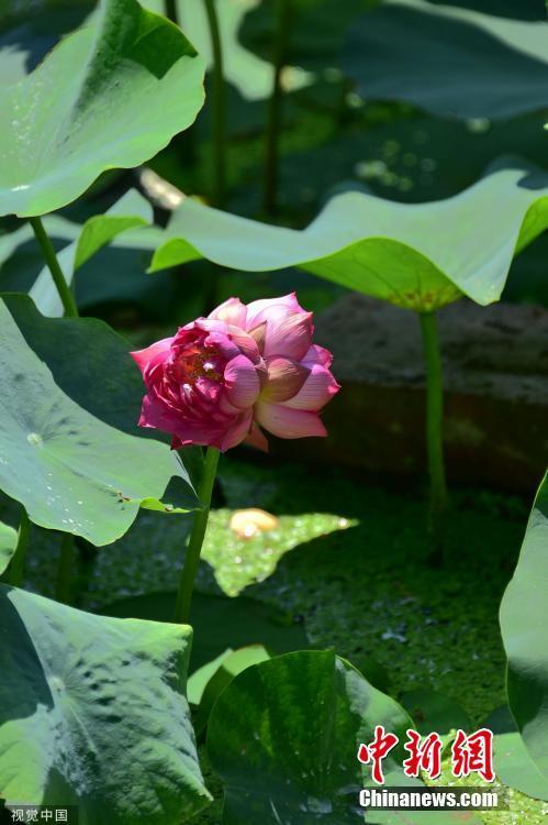 又一朵,！北京圓明園第二株并蒂蓮開(kāi)花