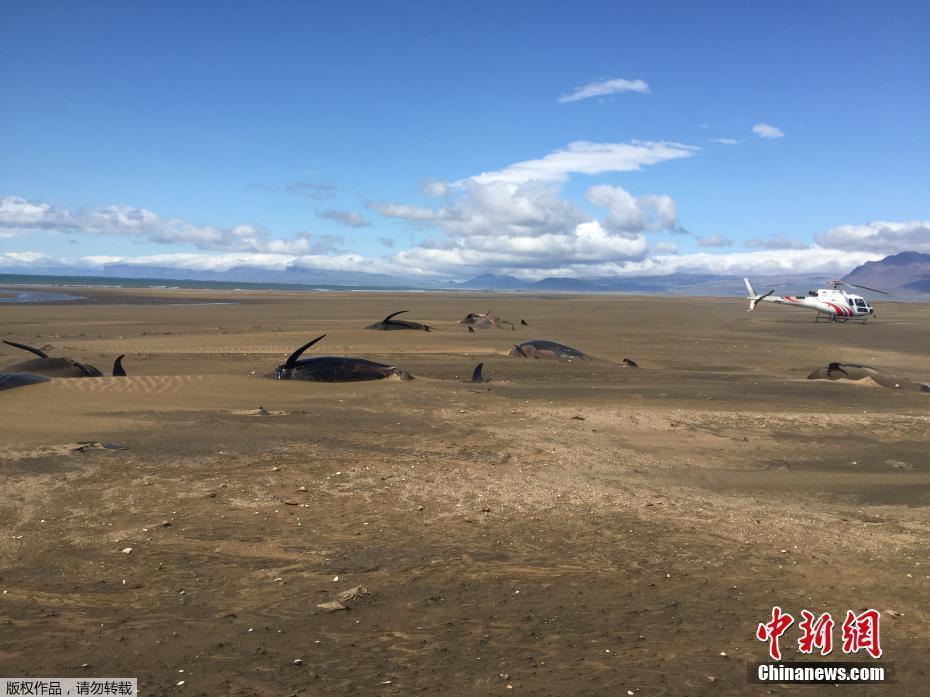 冰島海灘現(xiàn)擱淺鯨魚群 半掩沙土中觸目驚心