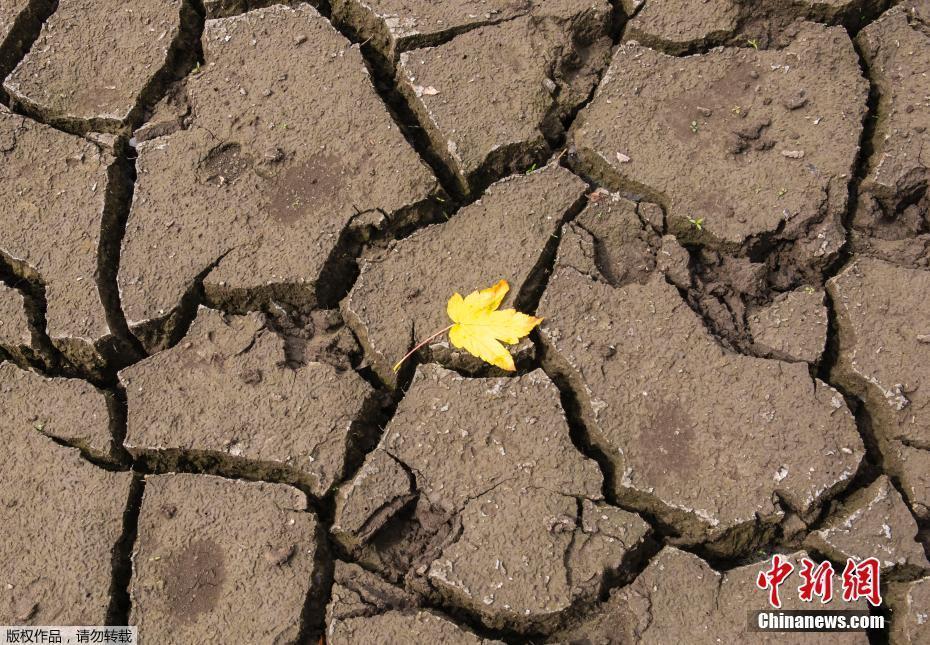 德國高溫刷新紀錄 湖面干涸土地龜裂