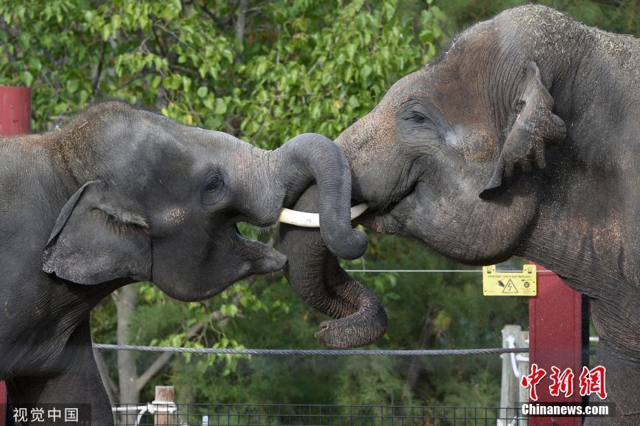 實拍馬德里動物園蘇門答臘象 親密互動“哥倆好”