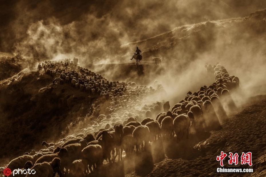 土耳其牧羊人開拖拉機(jī)趕羊群上山 場面震撼