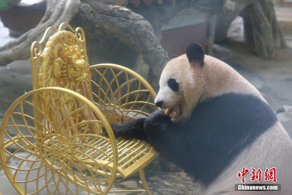 常州動(dòng)物園國(guó)寶“琪琪”慶生 “御姐”范十足