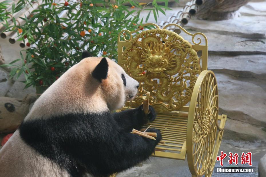 常州動(dòng)物園國寶“琪琪”慶生 “御姐”范十足