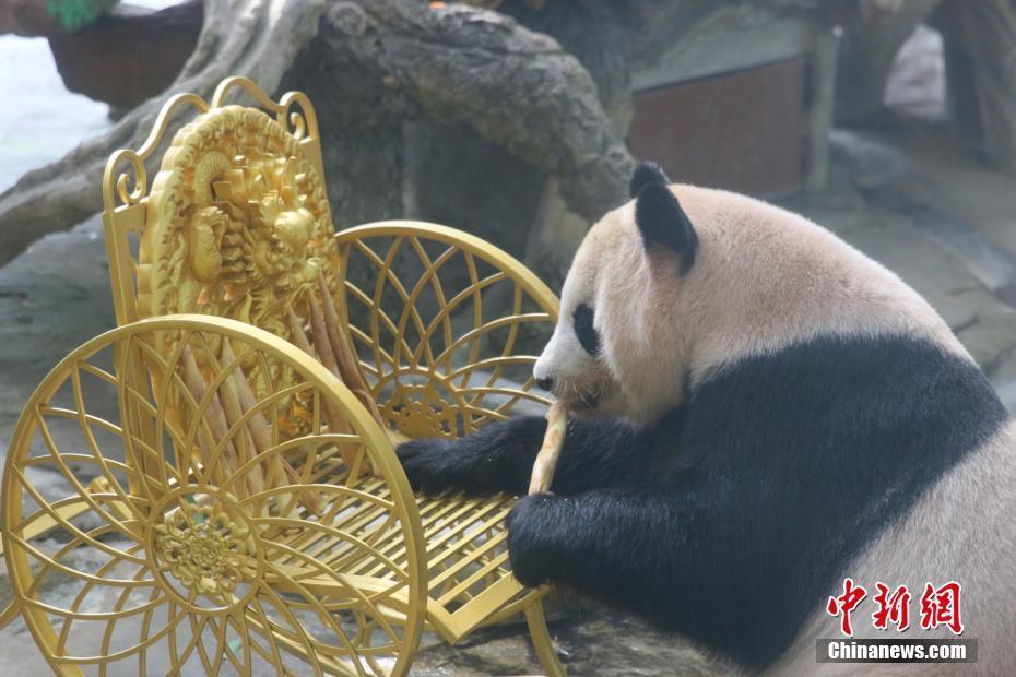 常州動物園國寶“琪琪”慶生 “御姐”范十足