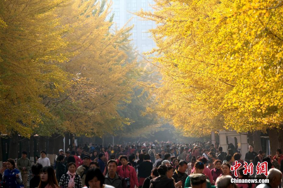 遼寧大學(xué)銀杏節(jié)開幕吸引眾多游人