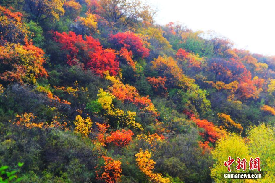 秋染紅葉 山西昔陽美景如畫