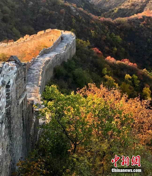 金山嶺長城秋色濃郁 層林盡染燦若圖秀