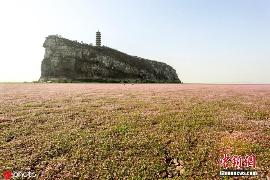 江西鄱陽湖水位持續(xù)下降 湖中仙島露靚姿