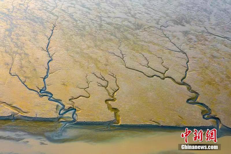 江蘇東臺退潮后的灘涂“森林”奇觀