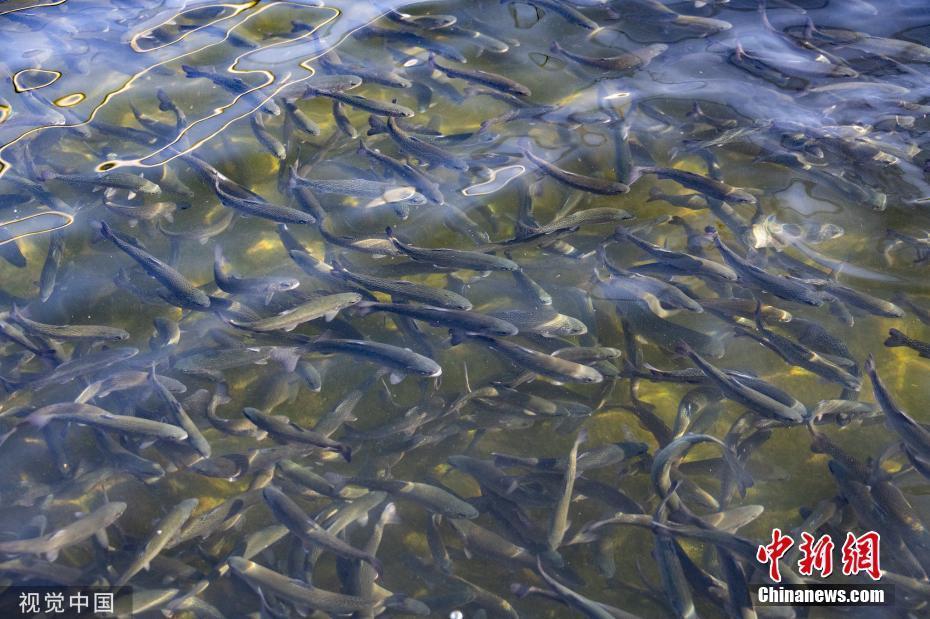 美加州鮭魚迎來洄游產(chǎn)卵季 集體逆流而上景象壯觀