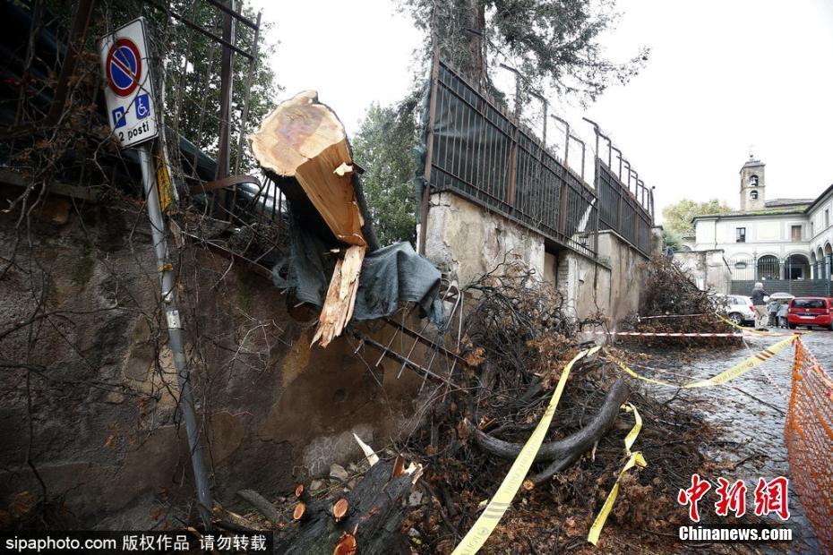 意大利羅馬遭遇暴雨 樹木被連根拔起砸中汽車