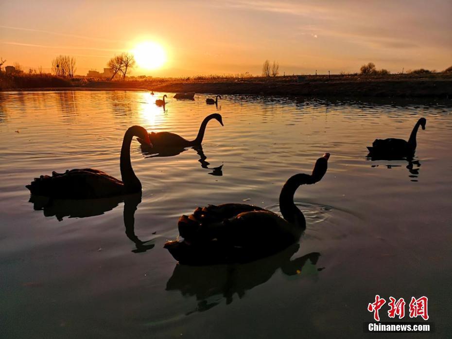 甘肅河西走廊濕地夕陽映照景色美