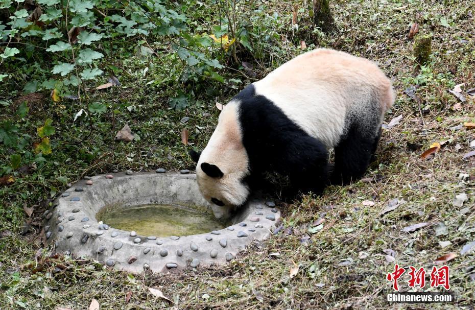 旅美大熊貓“貝貝”回家