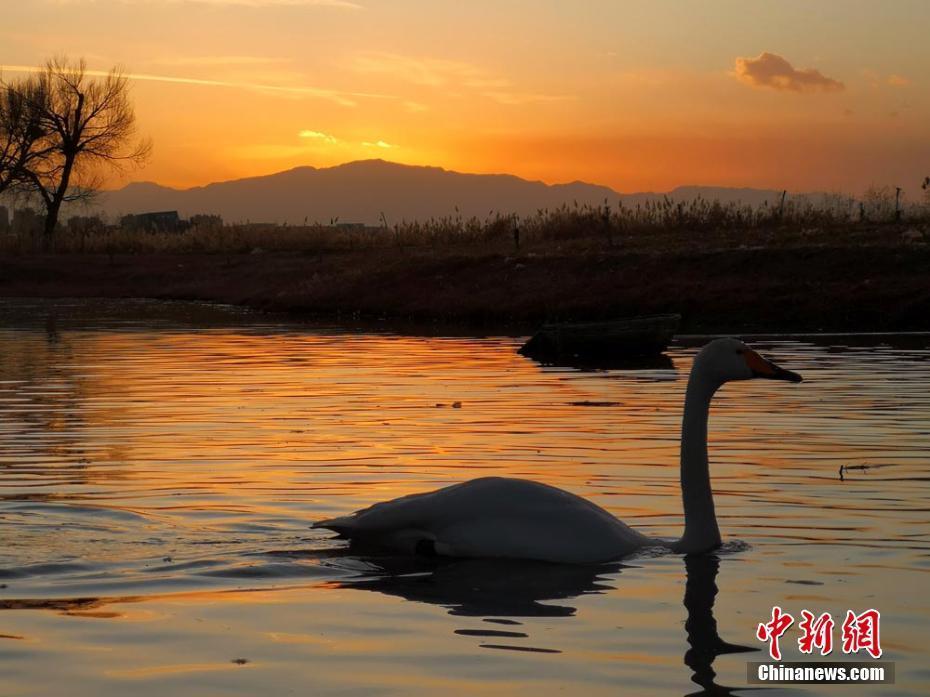 甘肅河西走廊濕地夕陽(yáng)映照景色美