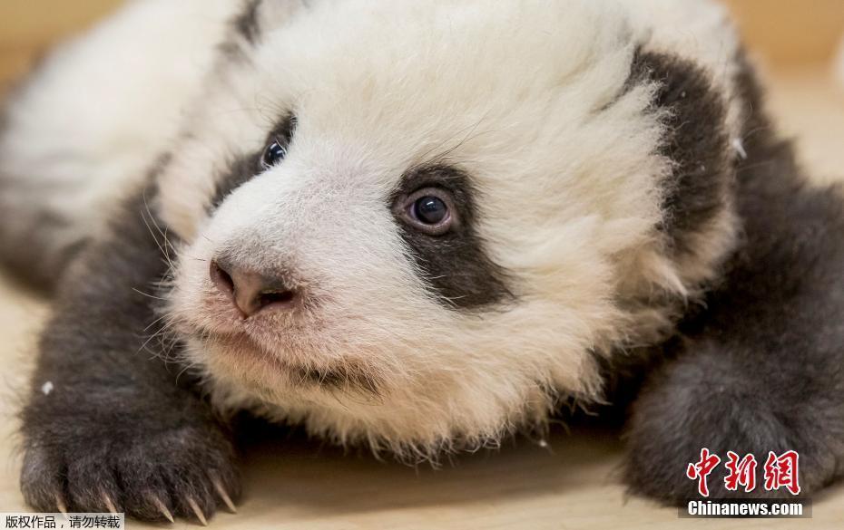 兩只糯米團子 柏林動物園發(fā)布雙胞胎大熊貓寶寶組照