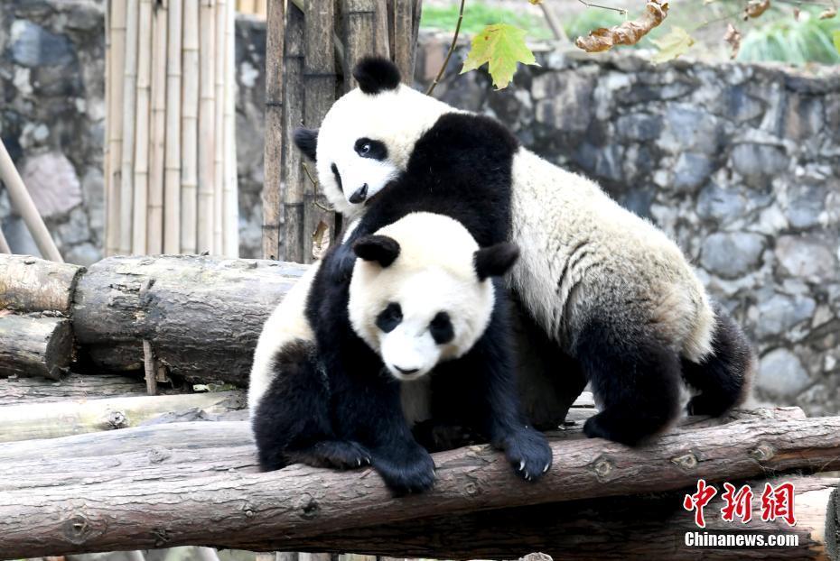 大熊貓冬日賣萌憨態(tài)可掬迷倒粉絲