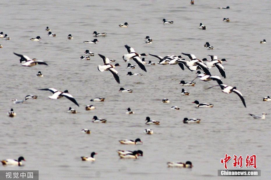 青島大批水鳥(niǎo)棲息“兩河”入海口濕地越冬