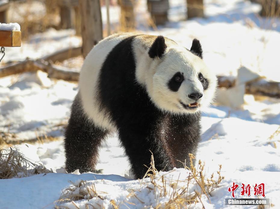 大熊貓雪中撒歡 享受歡樂冬日時光