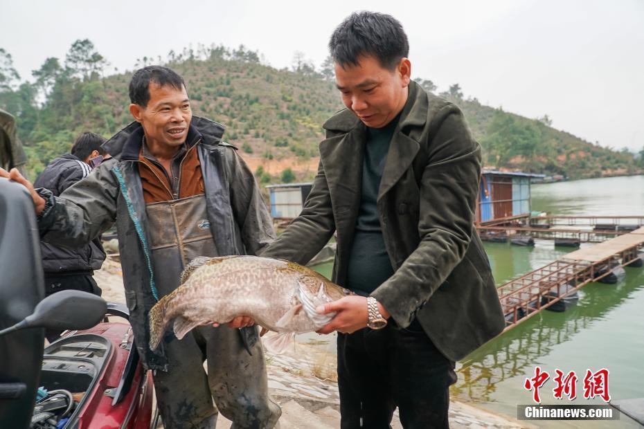 探訪廣西橫縣“魚(yú)生王”余富