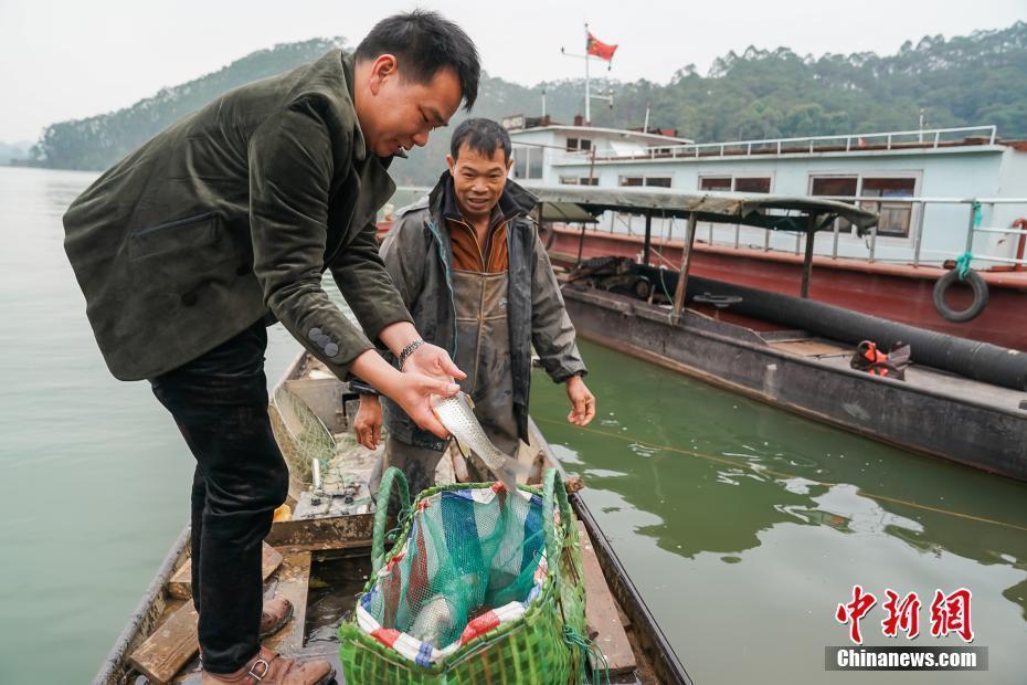 探訪廣西橫縣“魚生王”余富