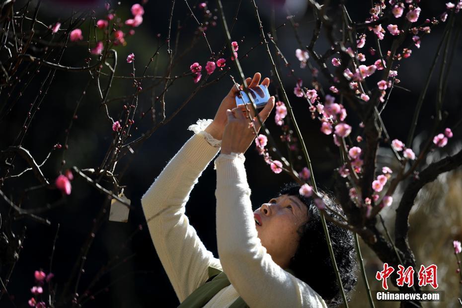 云南昆明梅花節(jié) 龍泉梅開天下春