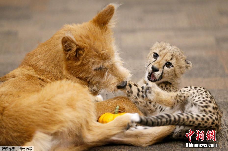 美國(guó)一家動(dòng)物園的獵豹和小狗成為好朋友 一起玩耍打鬧太有愛(ài)