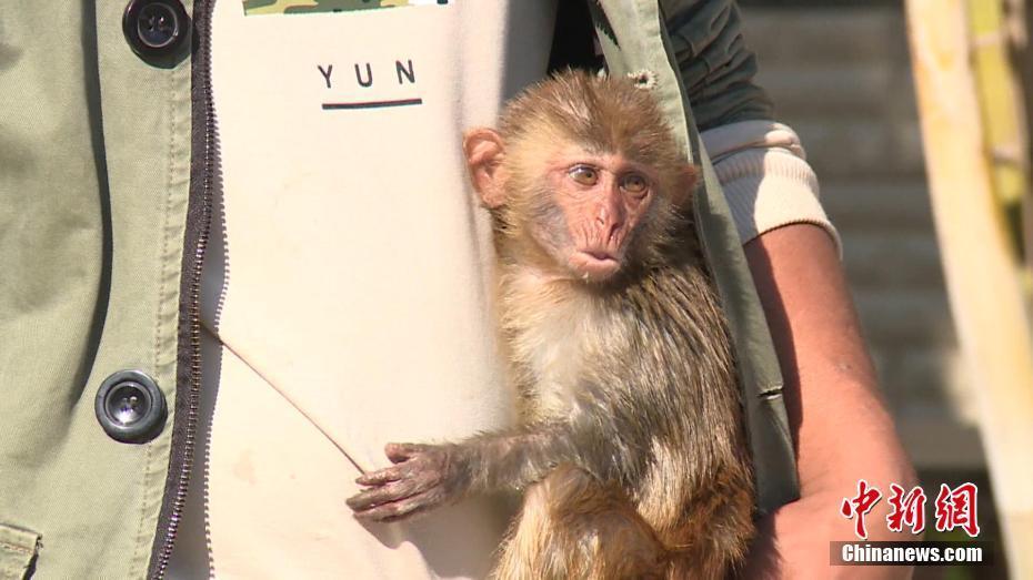 有愛,！落單小獼猴獲救后“賴上”村民