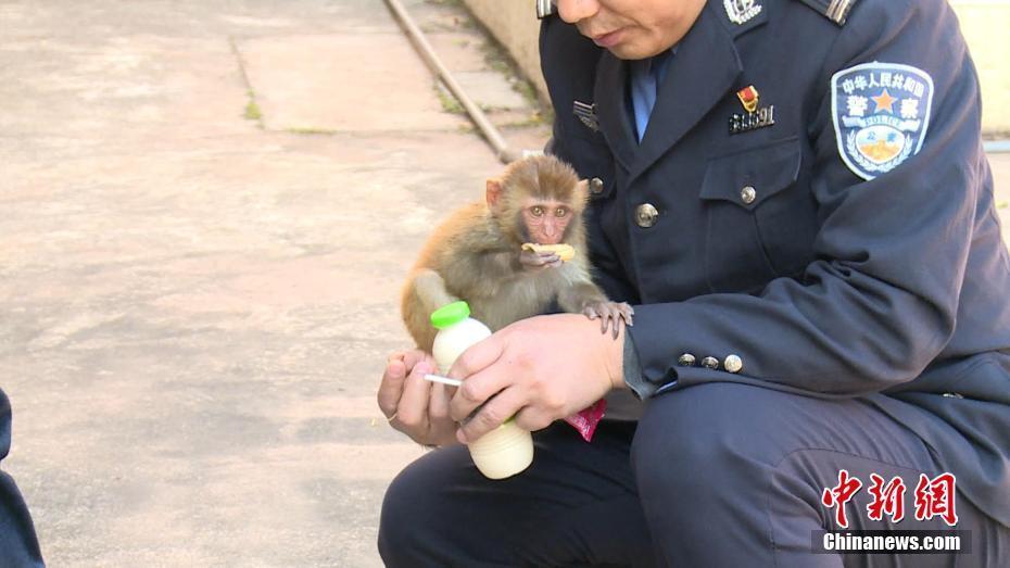 有愛,！落單小獼猴獲救后“賴上”村民