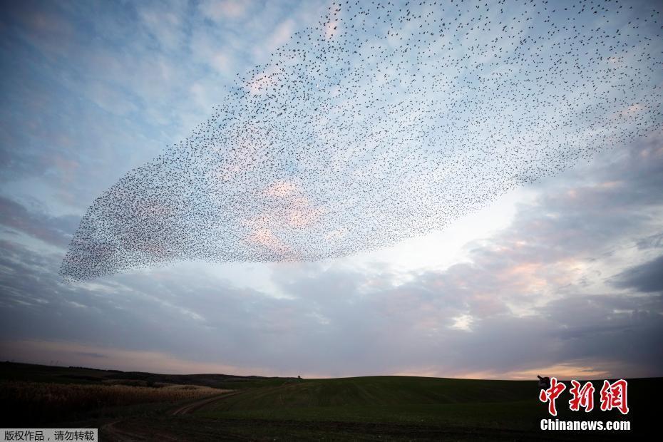 愛(ài)心,、熱氣球造型百變 椋鳥(niǎo)群空中變換奇妙隊(duì)形