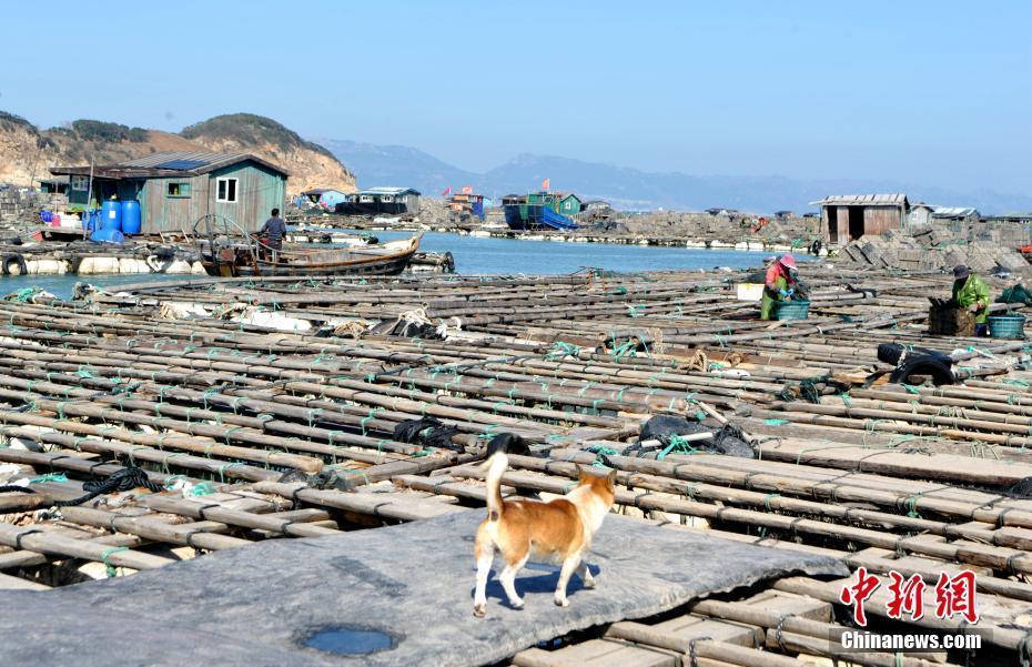 探訪福建最美鄉(xiāng)村東洛島 面積不足1平方公里