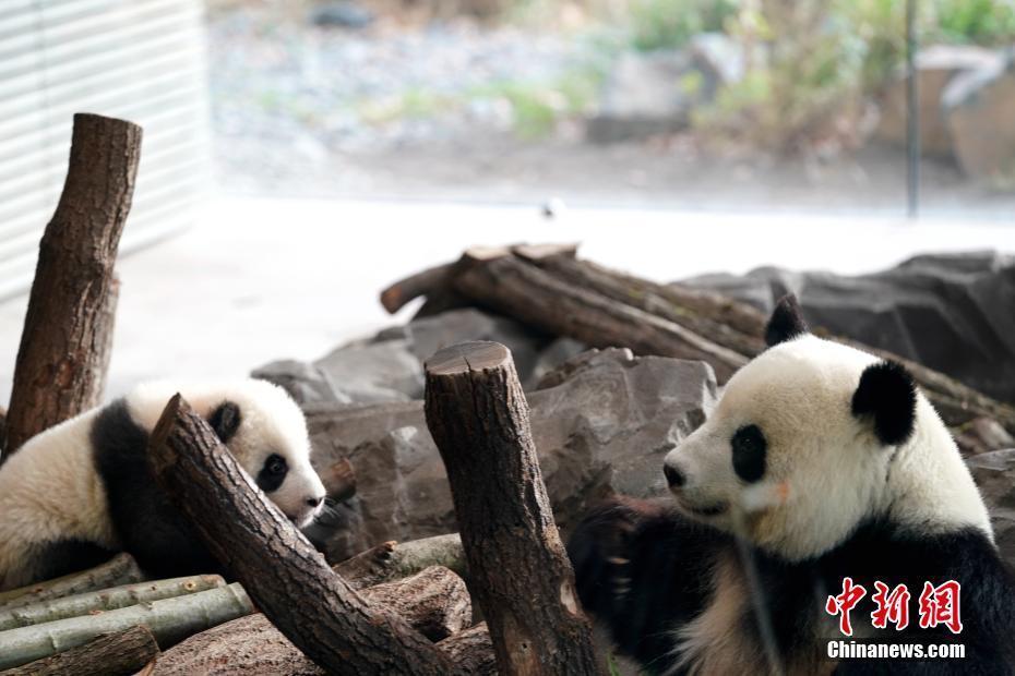 旅德大熊貓雙胞胎即將出門“迎客” 柏林再燃“熊貓熱”