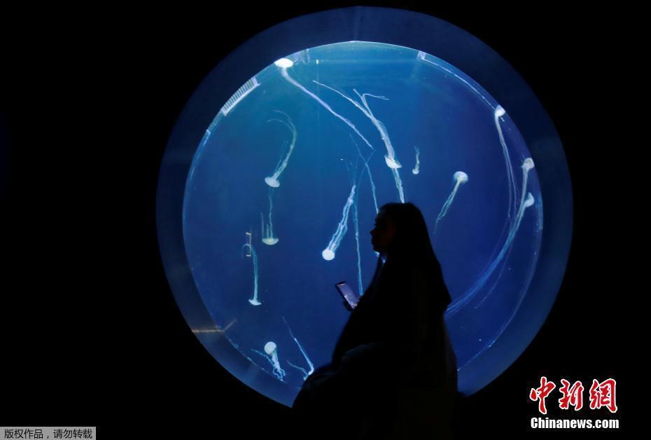 捷克布拉格水母水族館 感受來自海洋的“浪漫”