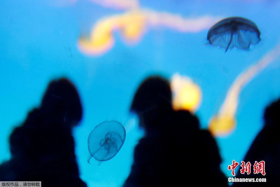 捷克布拉格水母水族館 感受來(lái)自海洋的“浪漫”