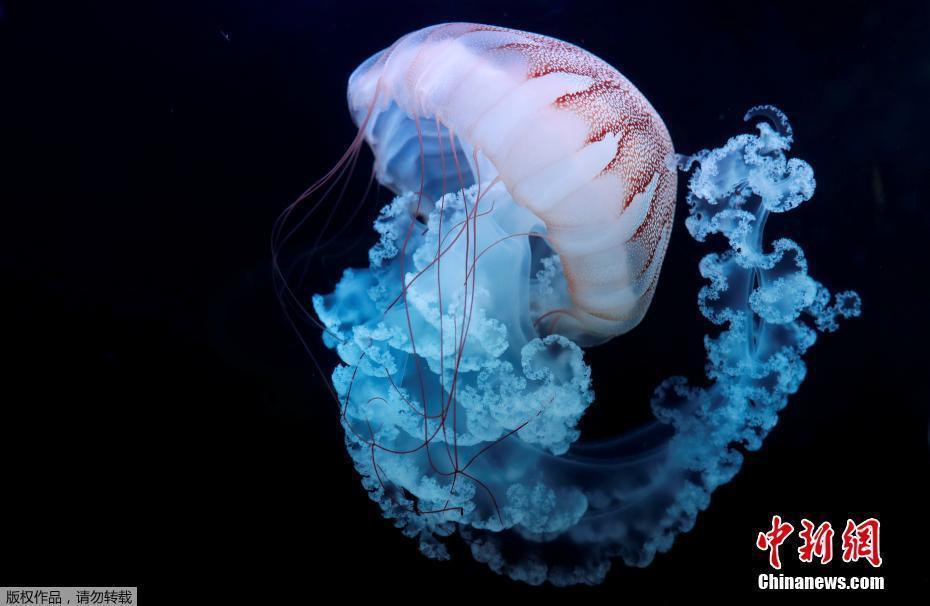 捷克布拉格水母水族館 感受來自海洋的“浪漫”