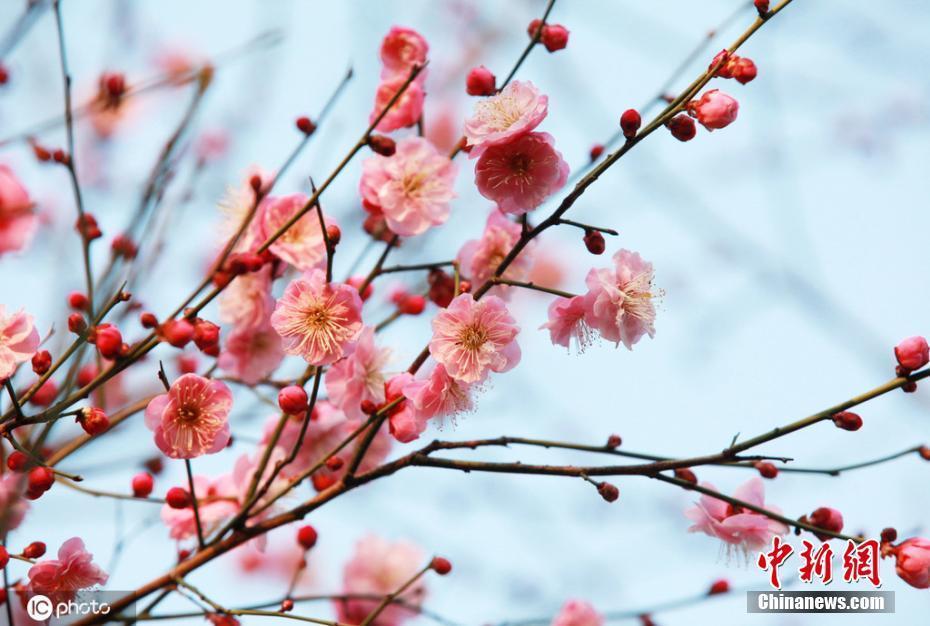 立春之日春暖花開(kāi) 南京雞鳴寺紅梅綻放