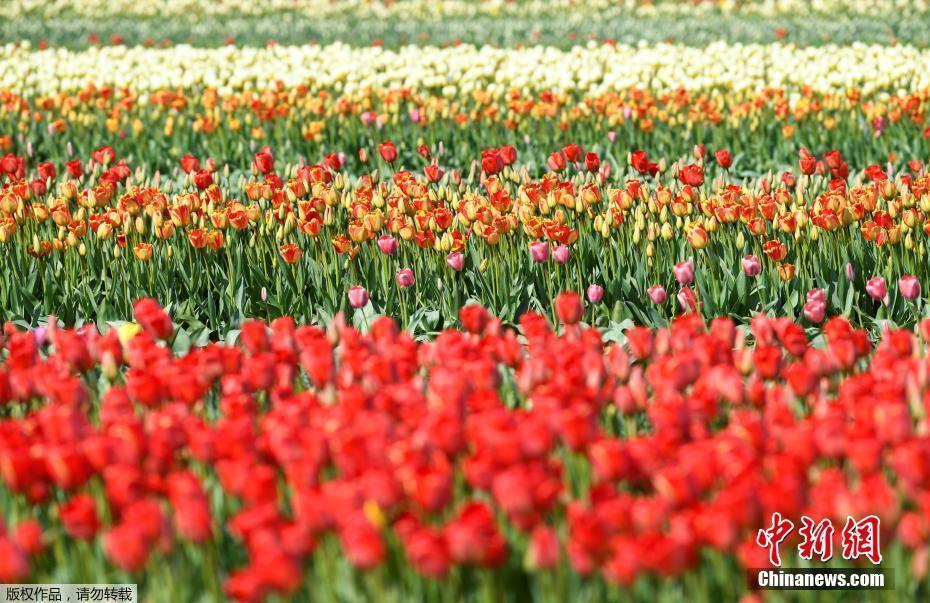 荷兰迎来郁金香盛开季 花卉市场将滞留鲜花送给医院