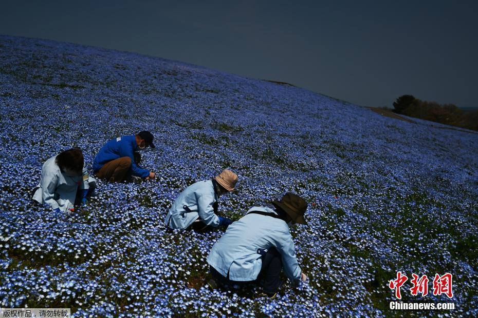 日本喜林草盛放 藍色花海人跡罕至