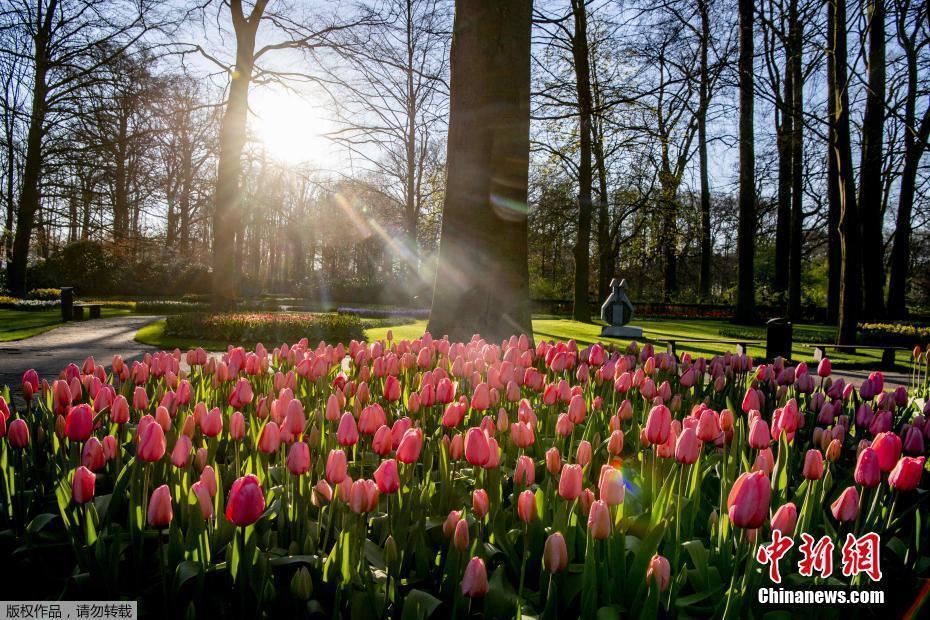 荷兰知名郁金香公园71年首次不开放 花海美景线上展示