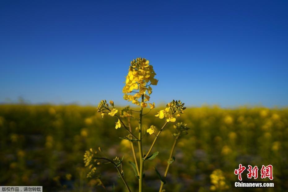 德國(guó)北部一小鎮(zhèn)油菜花盛開一片金黃