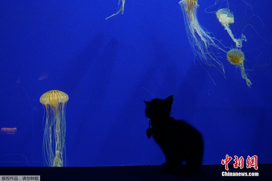 小奶貓“掉進(jìn)大魚缸” 美國水族館迎來特殊客人