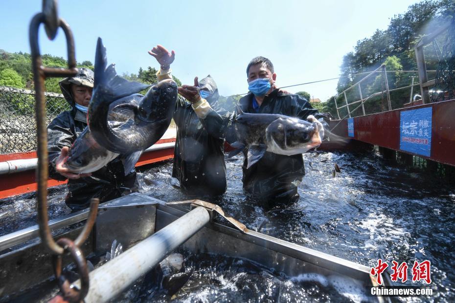 湖南岳陽(yáng)漁民喜獲豐收