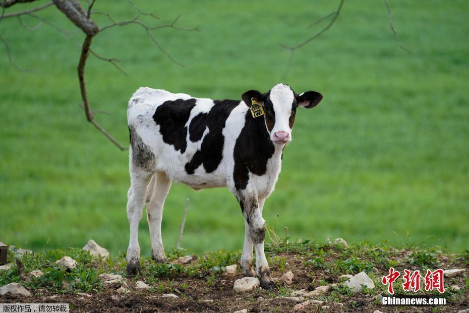 探訪美國牧場 價(jià)格下跌奶農(nóng)被迫傾倒多余牛奶