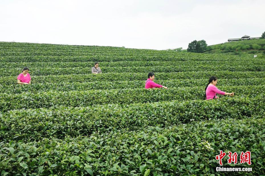 廣西茶園美景引客來